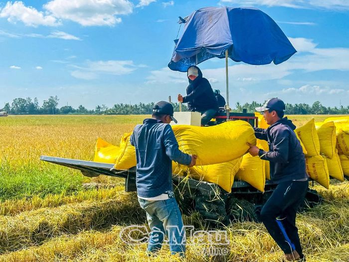 Nông dân xã Châu Thới thu hoạch lúa.