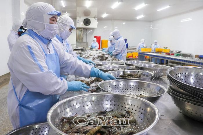 Trong 9 tháng năm 2026, sản lượng chế biến thuỷ sản của Cà Mau tăng gần 17% so với cùng kỳ. (Ảnh chụp tại Công ty Cổ phần Xuất nhập khẩu thuỷ sản Năm Căn, ấp Kênh Tắc, xã Đất Mới)