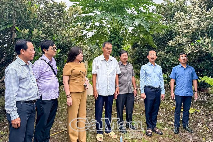 Đồng chí Hồ Thanh Thuỷ cùng đoàn công tác và đồng chí Trần Minh Hải, Bí thư Đảng ủy phường Hiệp Thành (thứ ba từ phải sang) khảo sát mô hình trồng trái diếc của hộ ông Trần Ngọc Chiến tại khóm Biển Tây.