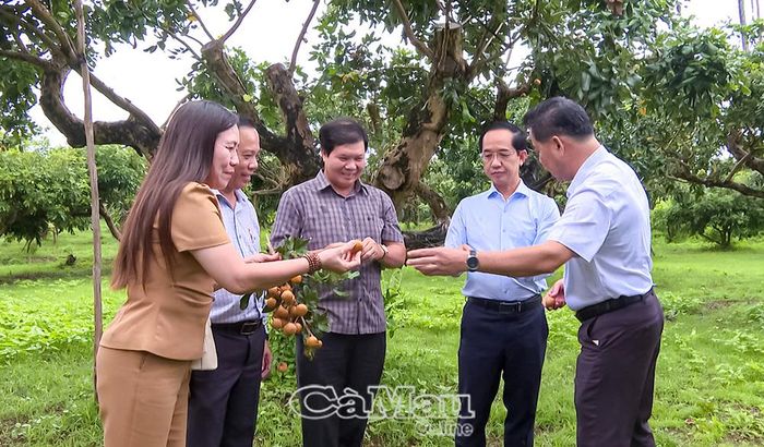 Đoàn khảo sát mô hình trồng thanh nhãn của Doanh nghiệp tư nhân Thanh Nhãn Bạc Liêu tại khóm Hiệp Thành, với diện tích 4 ha, khoảng 600 gốc.