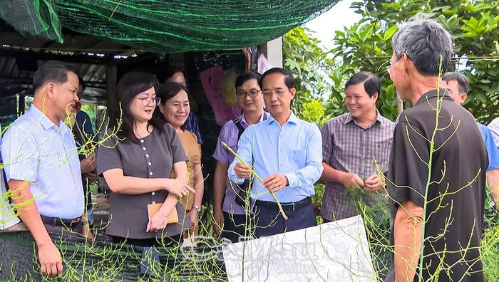Đoàn khảo sát mô hình trồng măng tây của hộ ông Thạch Pha No, thành viên Hợp tác xã Lộc Tím, khóm Biển Đông B. Trên diện tích 1.500 m², gia đình trồng khoảng 2.000 cây, đạt hiệu quả kinh tế khá cao.
