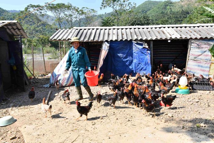 Từ nguồn vốn chính sách đã giúp cho nhiều người dân vùng cao Phú Thọ có thêm nguồn lực để phát triển sản xuất. Ảnh: N.Lộc