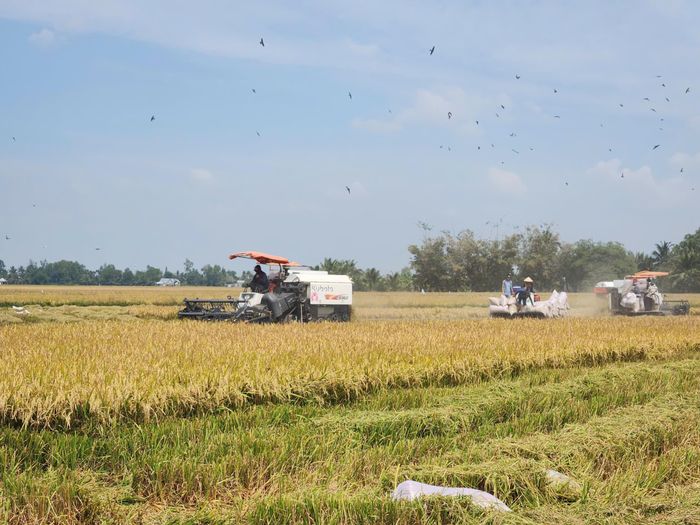 Giá lúa thấp, lợi nhuận của người nông dân không đáng kể