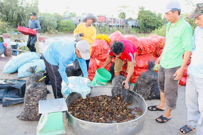 Người dân thu hoạch cua đồng rồi đem đến cân cho thương lái.