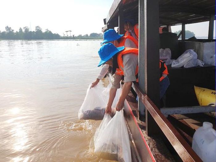 Những con cá bố mẹ được thả lại sông để tái tạo nguồn lợi thuỷ sản.