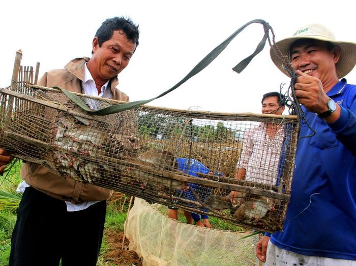Người dân vùng biên dỡ chà bắt chuột kiếm thêm thu nhập mùa nước nổi.