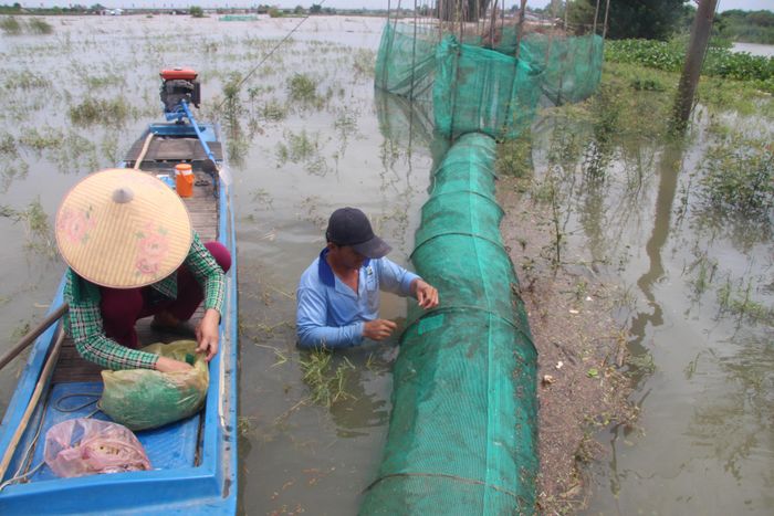 Ông Đẩu cùng vợ đổ dớn, nhưng lượng cá linh thu được rất ít.