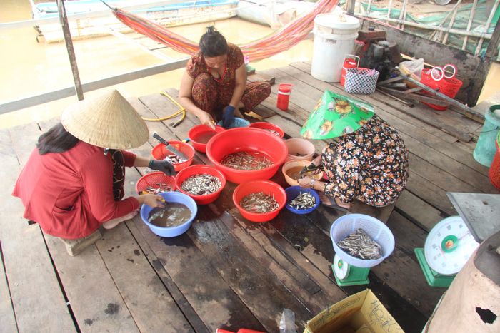 Những phụ nữ sơ chế cá linh ở xã đầu nguồn Phú Hữu (An Giang).
