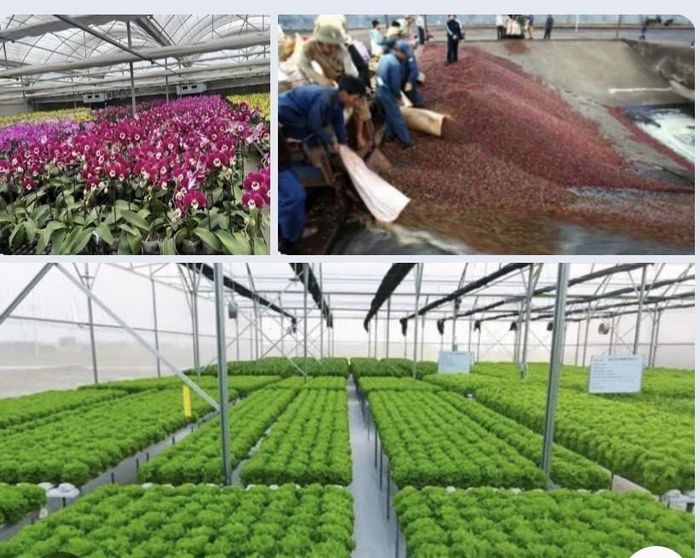 Tỉnh Lâm Đồng có hơn 60.000 ha rau, hoa, gần 200.000 ha cà phê, cùng hàng nghìn ha cây dược liệu