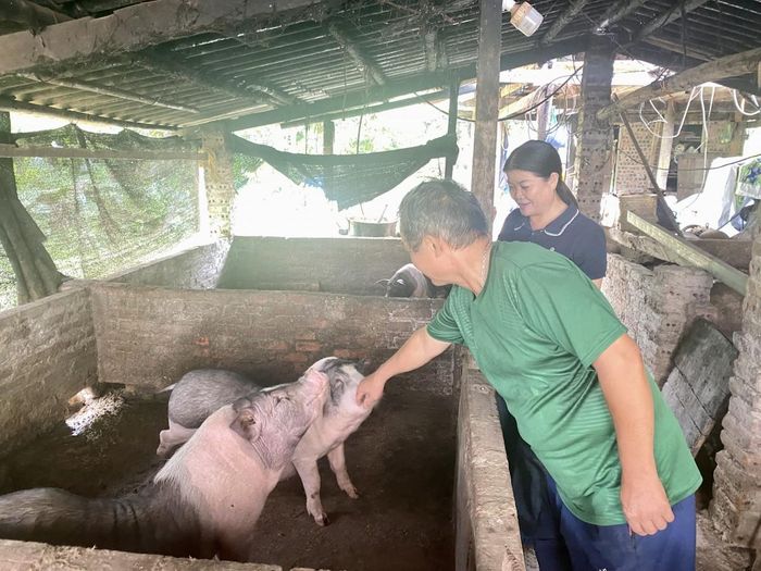 Gia đình ông Hoàng Văn Bàu, xóm Đại Tiến 1, xã Hoà An chăn nuôi lợn mang lại doanh thu hơn 320 triệu đồng mỗi năm. Ảnh Quốc Sơn