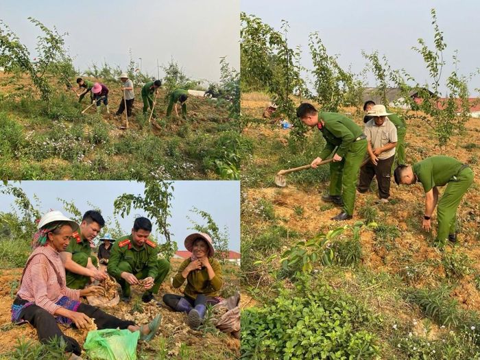 Diễn đàn Bộ Công an - Trung ương Hội Nông dân Việt Nam “Lắng nghe nông dân nói” lần thứ I năm 2026 sẽ tạo thêm kênh đối thoại, tiếp nhận những tâm tư, kiến nghị từ cán bộ, hội viên và nông dân. Trong ảnh: Công an xã Xín Mần (Tuyên Quang) giúp người dân thu hoạch gừng đến vụ.