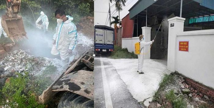 Tiêu hủy lợn mắc bệnh và khử trùng khu vực nuôi lợn bị mắc bệnh Dịch tả lợn Châu phi. Ảnh: Cổng thông tin điện tử Quảng Ninh