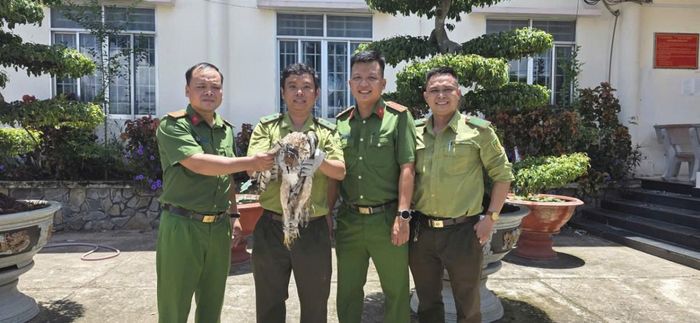 Công an xã Khánh Bình bàn giao cá thể chim diều hoa Miến Điện cho Đội Kiểm lâm cơ động thuộc Chi cục Kiểm lâm tỉnh An Giang để tiếp tục chăm sóc, bảo tồn. Ảnh: Công an tỉnh An Giang
