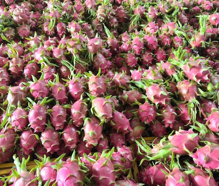 Thanh long chủ yếu được xuất khẩu sang thị trường Trung Quốc.