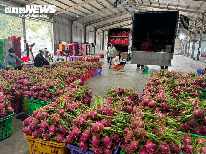 Sản lượng dồn vào cùng thời điểm khiến nguồn cung vượt khả năng hấp thụ của thị trường, tạo áp lực lên giá thanh long.