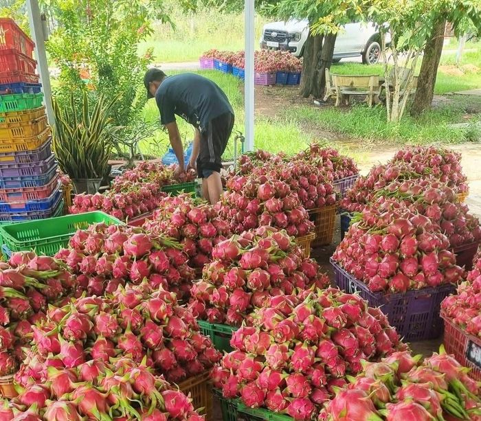 Nhiều nhà vườn thu hoạch thanh long trong tình trạng giá bán thấp, không đủ bù chi phí chăm sóc.