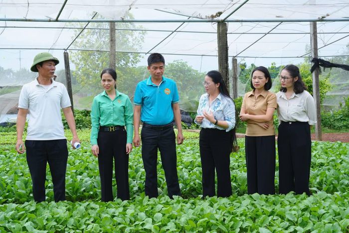 Tháng 9-2026, Chủ tịch Hội Nông dân thành phố Hà Nội Phạm Hải Hoa cùng đoàn công tác kiểm tra mô hình vay vốn Quỹ Hỗ trợ nông dân tại xã Sơn Đồng để thực hiện phương án mở rộng sản xuất rau an toàn theo tiêu chuẩn VietGAP. Ảnh:HND