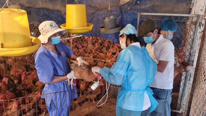 Đoàn công tác kiểm tra việc phòng dịch, tiêm vắc xin cho đàn gia cầm trên địa bàn xã Sơn Đồng. Ảnh: Ánh Dương