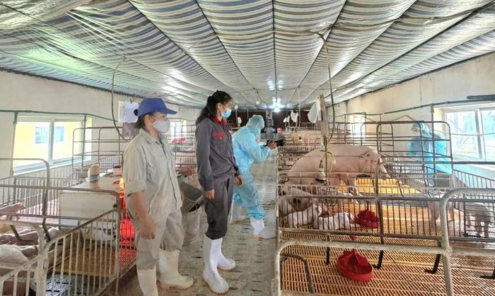 Xã Sơn Đồng tổ chức tiêm vắc xin phòng dịch cho đàn lợn tại Trại lợn giống Sơn Đồng (Công ty Cổ phần giống vật nuôi Hà Nội). Ảnh: Ánh Dương