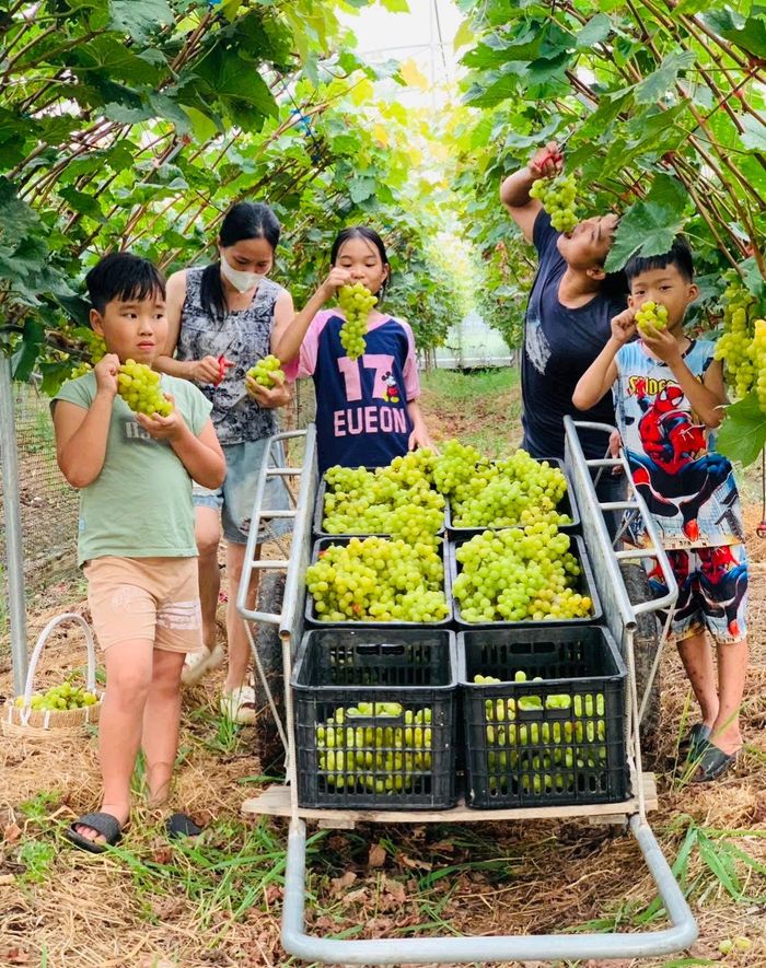 Mô hình “Trồng nho kết hợp du lịch trải nghiệm” tại xã Thạch Thất. Ảnh: Bình Minh 