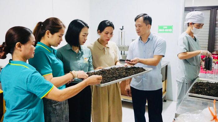 Mô hình chế biến sản phẩm từ thảo dược của Hợp tác xã Lá Mori tại xã Kiều Phú. Ảnh: Thu Hà