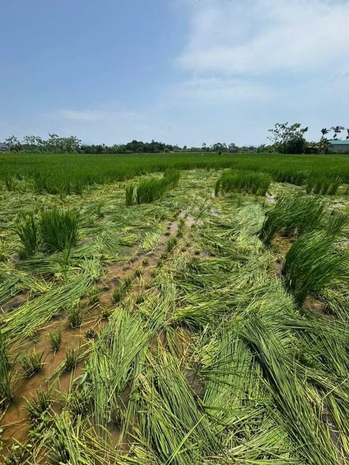 Khu ruộng bị huỷ hoại