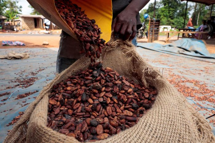 Hiện tượng El Nino từng khiến thế giới thiệt hại hàng nghìn tỷ USD. Ảnh: Reuters. 