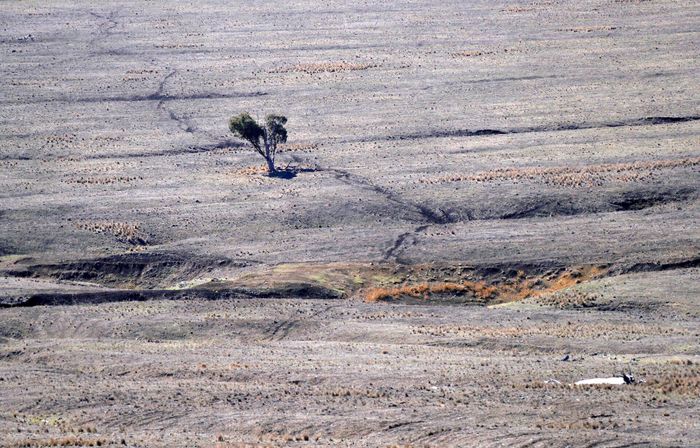  Hiện tượng El Nino mạnh mẽ, dẫn đến nguy cơ cháy rừng và hạn hán cao hơn ở Australia và một số khu vực. Ảnh: Reuters. 