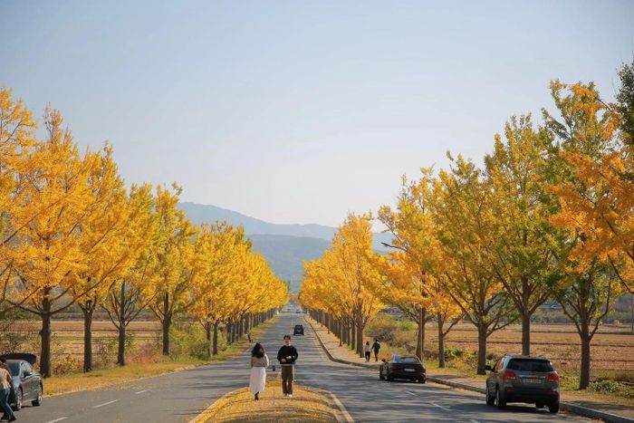  Hàng cây ngân hạnh ở thành phố Gyeongju (Hàn Quốc) khi vào thu. Ảnh: Nguyễn Thanh Tuấn. 