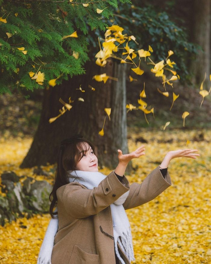 Khách Việt chụp hình cùng lá ngân hạnh ở Kyoto (Nhật Bản) năm 2025. Ảnh: Nguyễn Minh Vương.