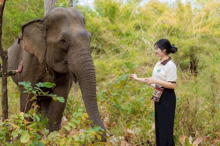 Những mô hình du lịch thân thiện cùng voi tại Đắk Lắk đang thực sự nhận được sự quan tâm của khách du lịch