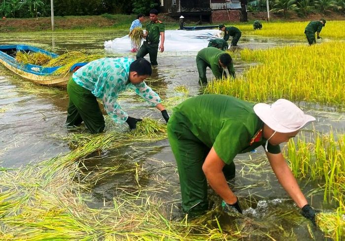 Các lực lượng hỗ trợ người dân thu hoạch lúa bị ngập sâu tại ấp T4, xã Vĩnh Điều
