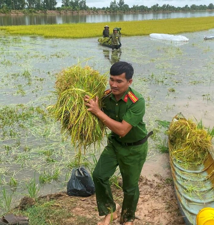 Các lực lượng khẩn trương vận chuyển lúa vào bờ