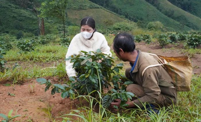 Trồng cà-phê xứ lạnh cho giá trị kinh tế cao là hướng đi mới của xã Tu Mơ Rông, giúp người dân vươn lên nâng cao đời sống. (Ảnh: BÁ THANH)