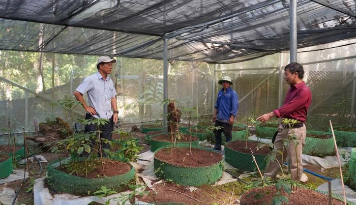 Sâm Ngọc Linh vươn lên trên vùng đất khó Tu Mơ Rông. (Ảnh: BÁ THANH)