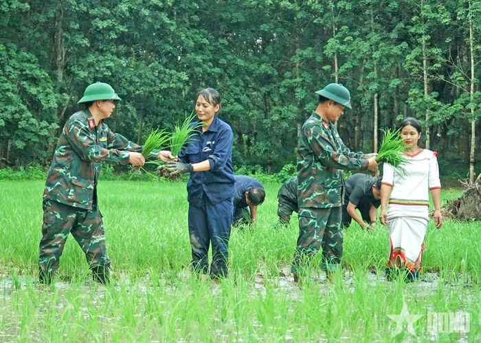 Đại tá Nguyễn Trường Vinh và Đại tá Nguyễn Văn Mười hướng dẫn đồng bào Mô Rai kỹ thuật trồng, chăm sóc lúa ST25.
