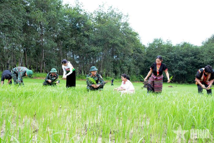 Cán bộ, nhân viên Đoàn Kinh tế-Quốc phòng 78 xuống ruộng cùng làm với đồng bào.