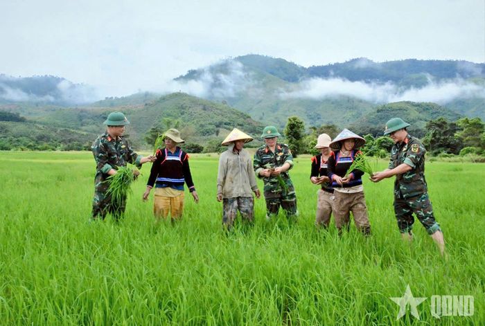 Đoàn Kinh tế-Quốc phòng 78 tổ chức cho đồng bào tham quan, học tập kỹ thuật trồng, chăm sóc lúa ST25 trên cánh đồng.
