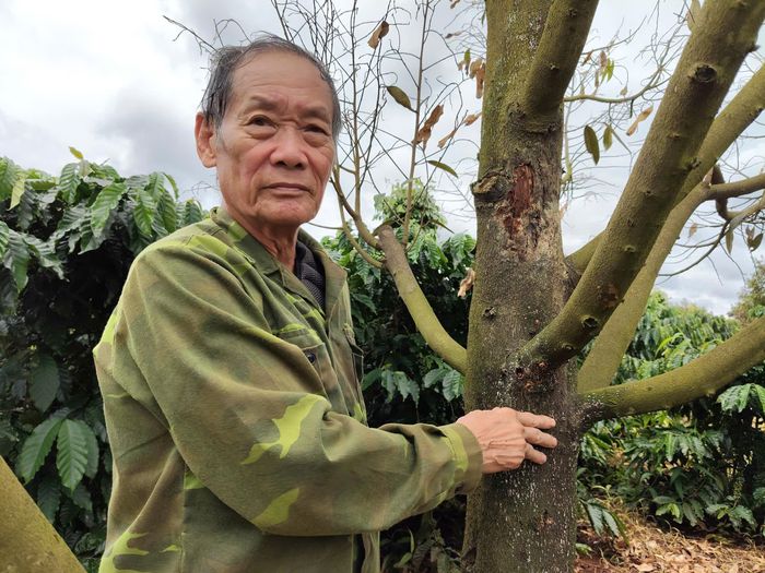 Sầu riêng của ông Trần Trọng Thủy bị khô cành, rụng lá. Ảnh: HỮU PHÚC