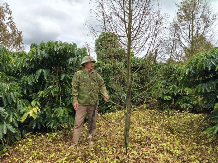 Cây sầu riêng của hộ ông Trần Trọng Thủy rụng trụi lá. Ảnh: HỮU PHÚC