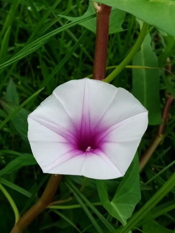 Ảnh: earthone
