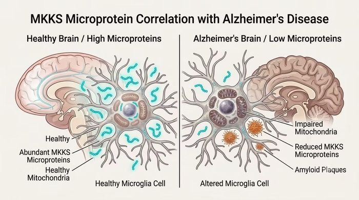 Não khỏe mạnh bên trái với mật độ vi protein MKKS dồi dào, giúp ti thể hoạt động hô hấp bình thường và duy trì năng lượng tế bào, bên phải là MKKS sụt giảm nghiêm trọng, làm suy giảm chức năng ti thể và đi kèm với sự tích tụ của các mảng xơ/độc tố thần kinh.