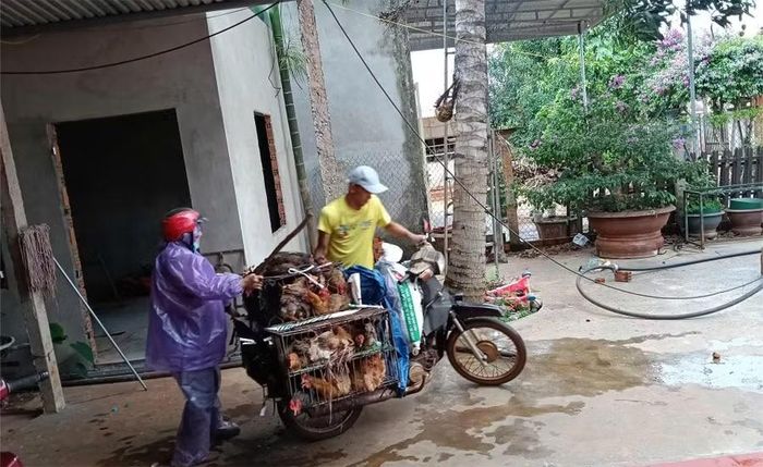 Một cô giáo tiểu học (trong diện được xét đặc cách) cùng chồng đi buôn bán gà để nuôi con và giữ nghề. (Ảnh: NY)