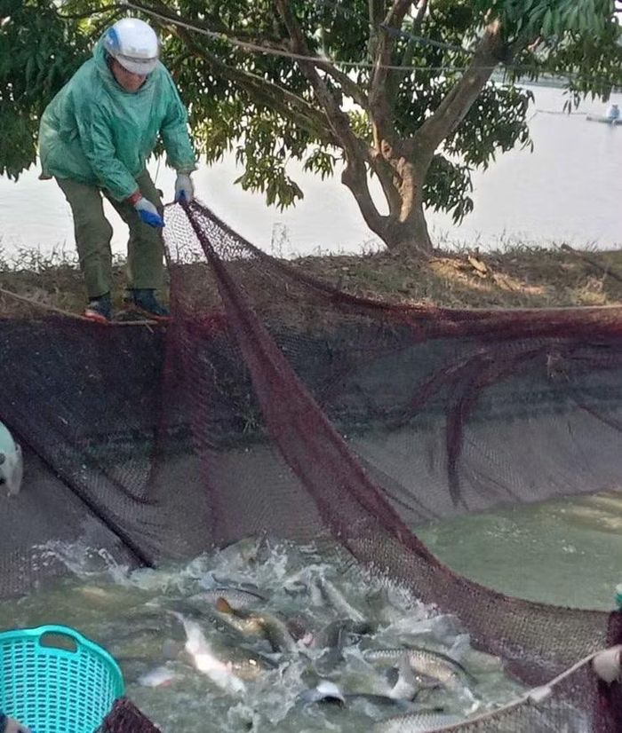 Nông dân xã Ứng Hoà thu hoạch thủy sản