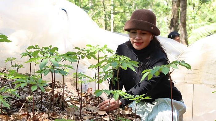 Không gian phía Tây mở ra dư địa phát triển dược liệu sâm Ngọc Linh, nông nghiệp đặc hữu, lâm nghiệp bền vững và kinh tế dưới tán rừng.