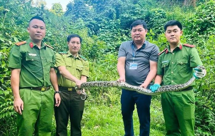 Con trăn nặng 5kg được Công an xã Môn Sơn và Vườn Quốc gia Pù Mát thả về tự nhiên.