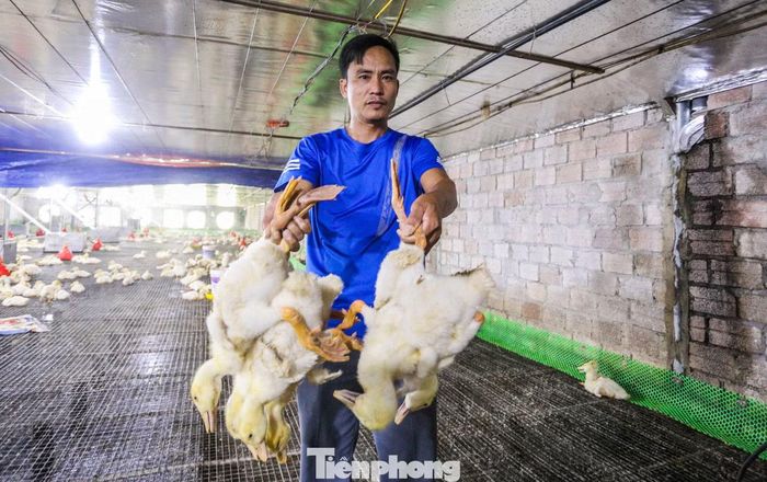 Theo anh Lê Thế Phú, nhân viên trang trại, lứa vịt gần 1 tháng tuổi, cân nặng hơn 1,5kg bị chết quá nhiều. .