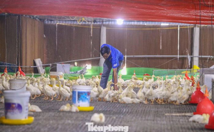 Ngày 23/9, công nhân tại trang trại Hồ Mơ Xanh (xã Nông Cống, tỉnh Thanh Hóa) vẫn tất bật dọn dẹp, xử lý môi trường, khử trùng chuồng trại sau khi hàng chục nghìn con gà, vịt chết trong đợt mưa lũ.
