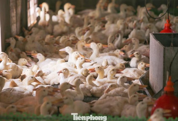 Chị Phan Thị Huyền, chủ trang trại, cho biết đêm 16/9, nước lũ dâng cao khoảng 1,5m khiến trang trại mất điện. Hệ thống quạt thông gió và thiết bị làm mát ngừng hoạt động, khiến nhiệt độ trong chuồng nuôi tăng cao. Đàn gà, vịt khoảng 60.000 con bị sốc nhiệt và chết hàng loạt trong thời gian ngắn.