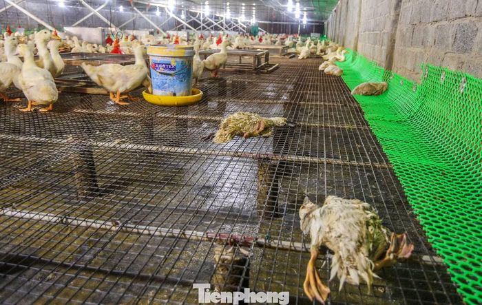 Nhiều con vịt, gà sau mưa lũ tiếp tục chết.